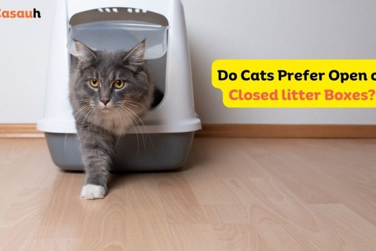 Do Cats Prefer Open or Closed litter Boxes?