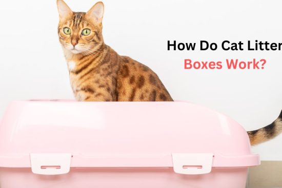 How Do Cat Litter Boxes Work?