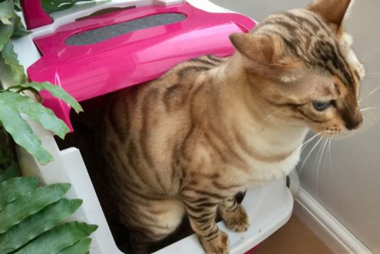 How Do You Transport a Litter Box?