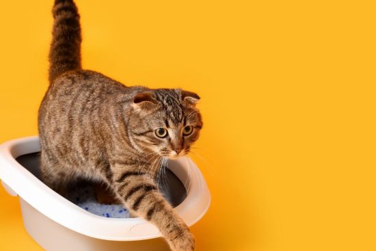 How to Clean a Cat Litter Box