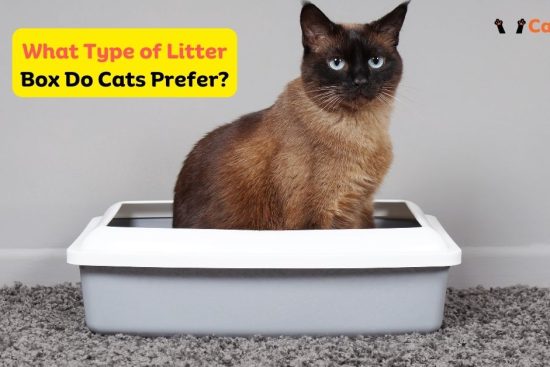 What Type of Litter Box Do Cats Prefer?