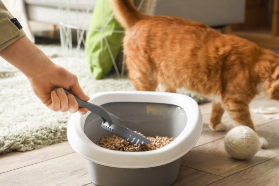 Where is the Best Place to Put Kitty Litter?